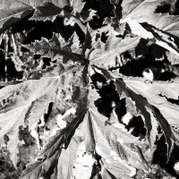 Фотография :: Денис Безногов