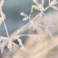 *** :: Елена Kазак (selena1965)