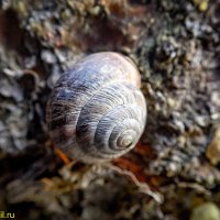 ЖИЗНЬ НА КАМНЯХ :: HART BAD