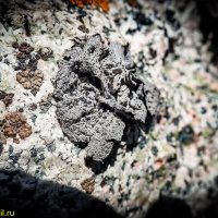 ЖИЗНЬ НА КАМНЯХ :: HART BAD