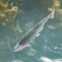 Форель :: Сергей Беляев