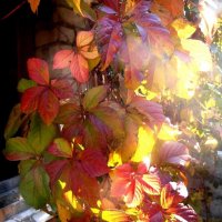 Солнечное утро :: Наталья 