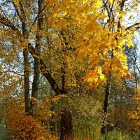 "Короче : будем ждать чудес! " :: veilins veilins