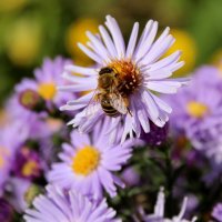 Пчела. :: Владимир Помазан