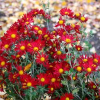 Хризантемы :: Владимир Помазан Хризантемы :: Владимир Помазан