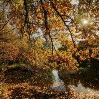 Золотые кружева :: Наталья Лакомова