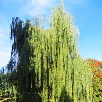 осень :: марта Камушкина