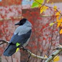Осень в городе :: Ната Волга Осень в городе :: Ната Волга