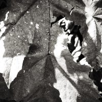 Фотография :: Денис Безногов