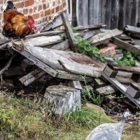 Дворовые :: sorovey Sol Дворовые :: sorovey Sol