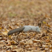 перебежки :: Ирина Милонова