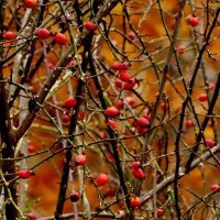 сегодняшняя осень 2 :: Александр Прокудин