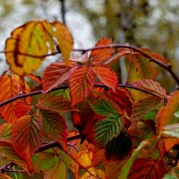 сегодняшняя осень 5 :: Александр Прокудин