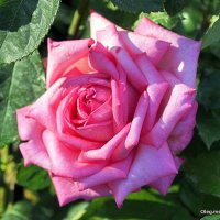 они на радость нам даны :: Олег Лукьянов они на радость нам даны :: Олег Лукьянов