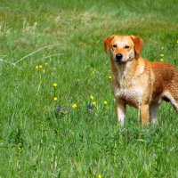 На воле. :: nadyasilyuk Вознюк