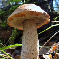 Богатырь. :: nadyasilyuk Вознюк Богатырь. :: nadyasilyuk Вознюк