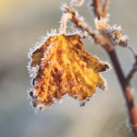 *** :: Елена Kазак (selena1965)