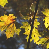 *** :: Елена Kазак (selena1965)