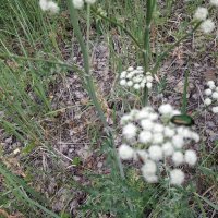 Лесные цветы :: Андрей Хлопонин