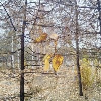 Листочек,на ветру :: Георгиевич Листочек,на ветру :: Георгиевич