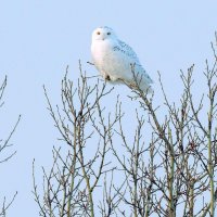 Северная гостья. :: Михаил Белоусов Северная гостья. :: Михаил Белоусов