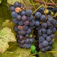 Воробьи попортили весь виноград :: Игорь Сикорский Воробьи попортили весь виноград :: Игорь Сикорский