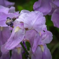 Ирис :: Игорь Сикорский Ирис :: Игорь Сикорский