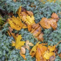 Октябрьские зарисовки :: Валерий Иванович Октябрьские зарисовки :: Валерий Иванович