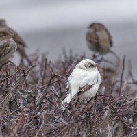 из жизни воробьев.белый воробей. :: юрий макаров