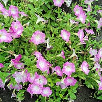 Цветы. :: Владимир Драгунский