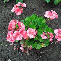 Цветы. :: Владимир Драгунский