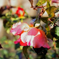 октябрь :: Николай 