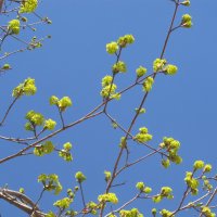 Ах. апрель ! :: Елена Шаламова