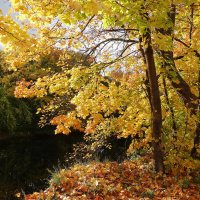 Краски октября :: Рита Симонова