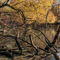 Береговые коряги :: sorovey Sol