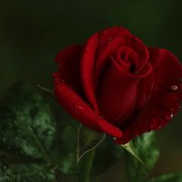 Красные прекрасные... :: Светлана Красные прекрасные... :: Светлана