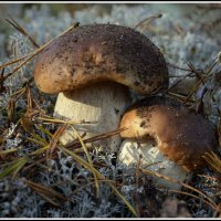 Боровички :: Aleksandr Gal