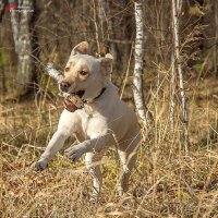 В прыжке... :: Андрей Пристяжнюк