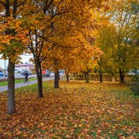 Осенние деревья :: Александр Синдерёв
