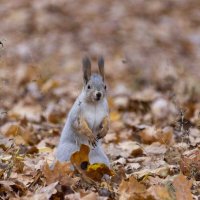 фотомодель :: Ирина Милонова