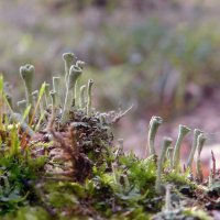 *** :: Лера *** :: Лера