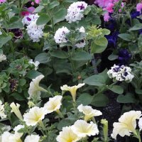 ПЕТУНИИ :: СЕРГЕЙ ФИЛОЧКИН