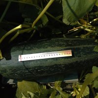 9 августа 2025 года. :: Игорь Олегович Кравченко