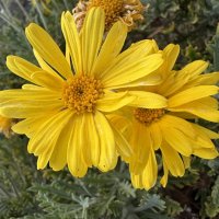 Васильковое лето промчалось В колеснице из белых берёз но как память о лете, осталась Прядь твоих зо :: Александр Деревяшкин