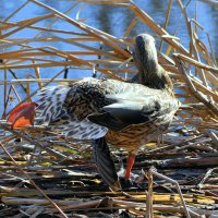 Утиная гимнастика. :: Анатолий Анищик
