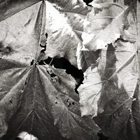 Фотография :: Денис Безногов Фотография :: Денис Безногов