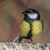 Большая синица. :: Nik Lovec