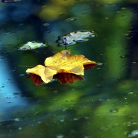 А листья всюду: на траве, На старых елях — полушалком… :: "The Natural World" Александер А листья всюду: на траве, На старых елях — полушалком… :: "The Natural World" Александер