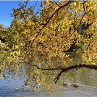 Бабье лето — короткая сказка… Обогретый нежданным теплом, :: "The Natural World" Александер