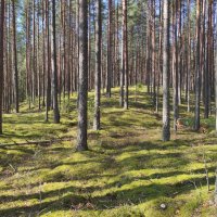 Солнечный лес :: Игорь Ч.